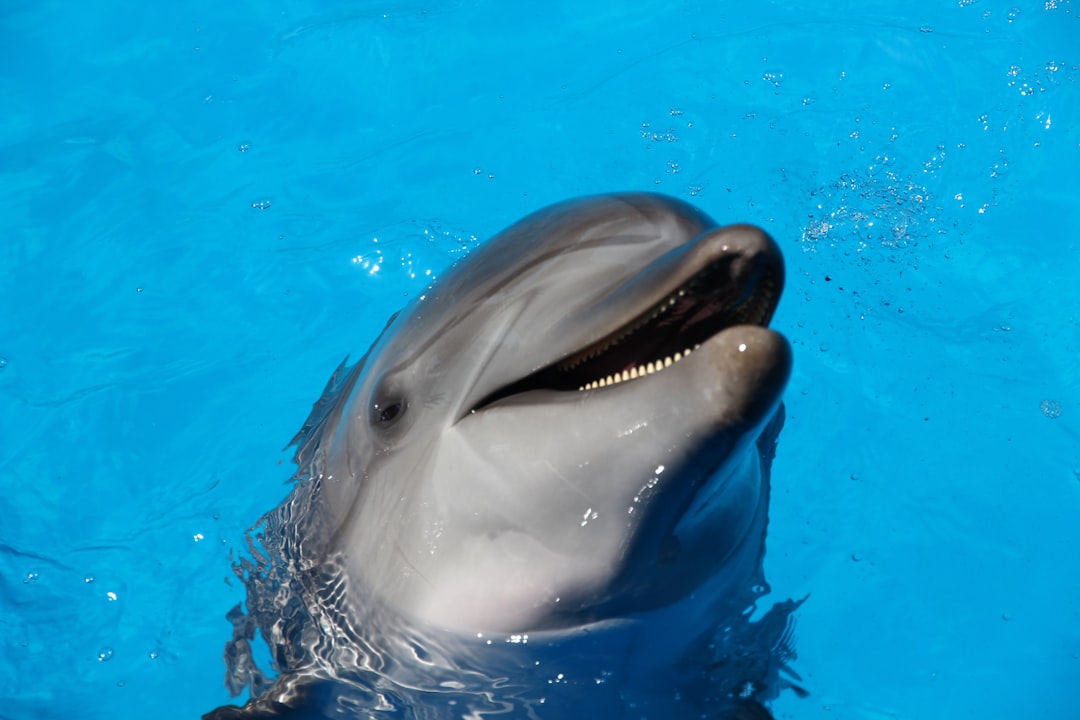 Dauphins : les bavards de l'océan (crédits image : unsplash)