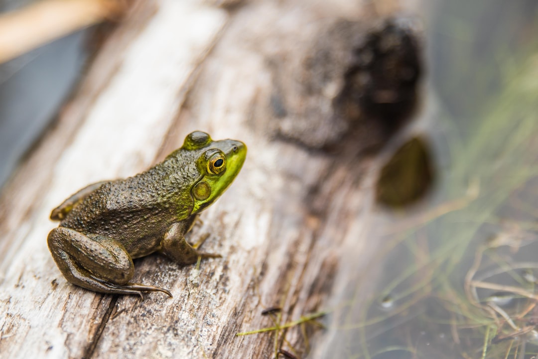 Grenouilles : la sérénade nocturne (crédits image : unsplash)