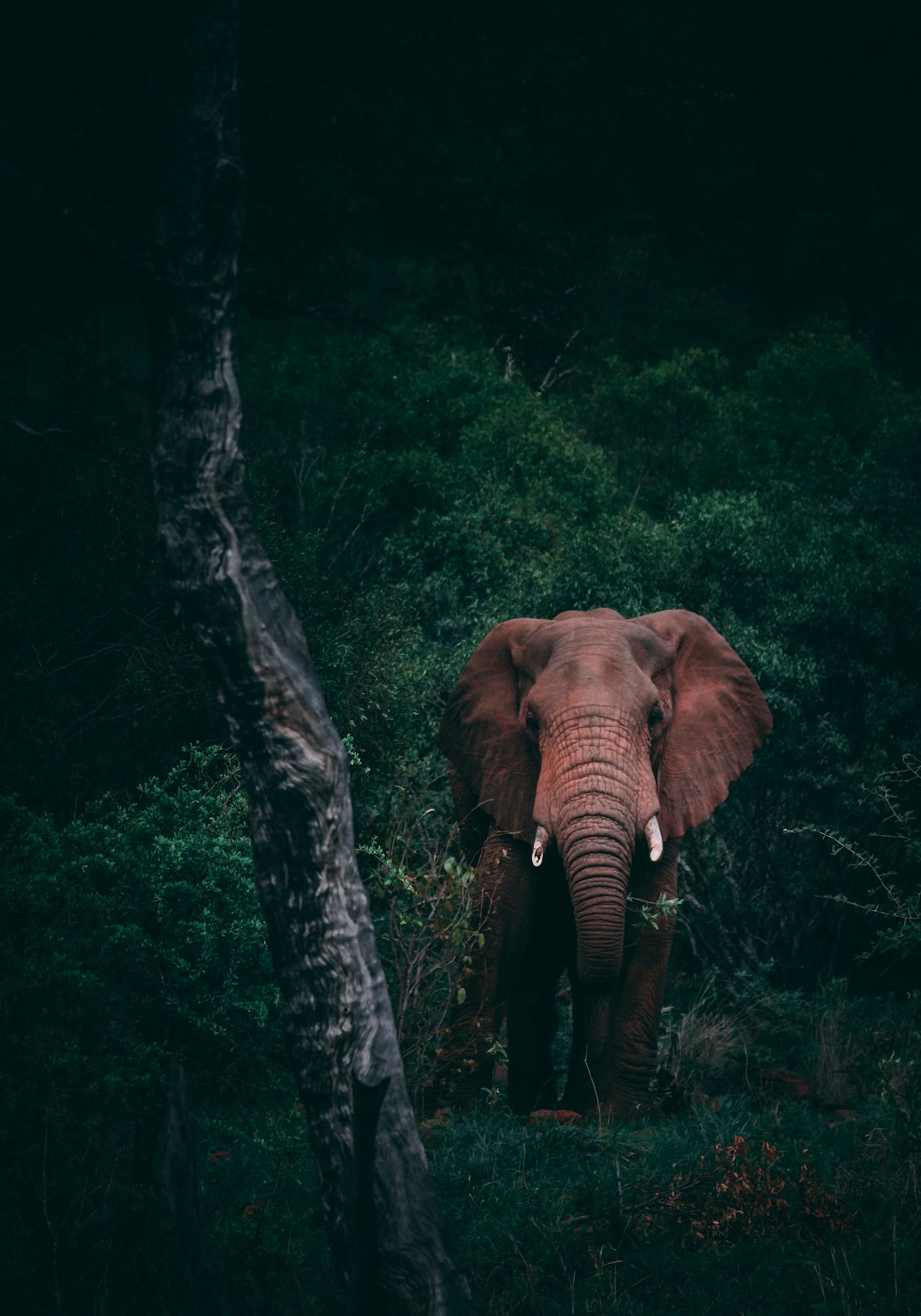 Conversations silencieuses des éléphants (crédits image : unsplash)