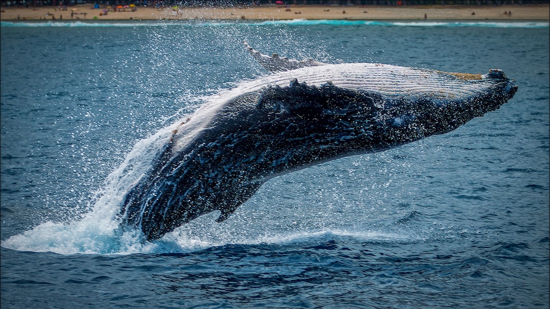 Chants de baleines : la ballade de l'océan (crédits image : unsplash)