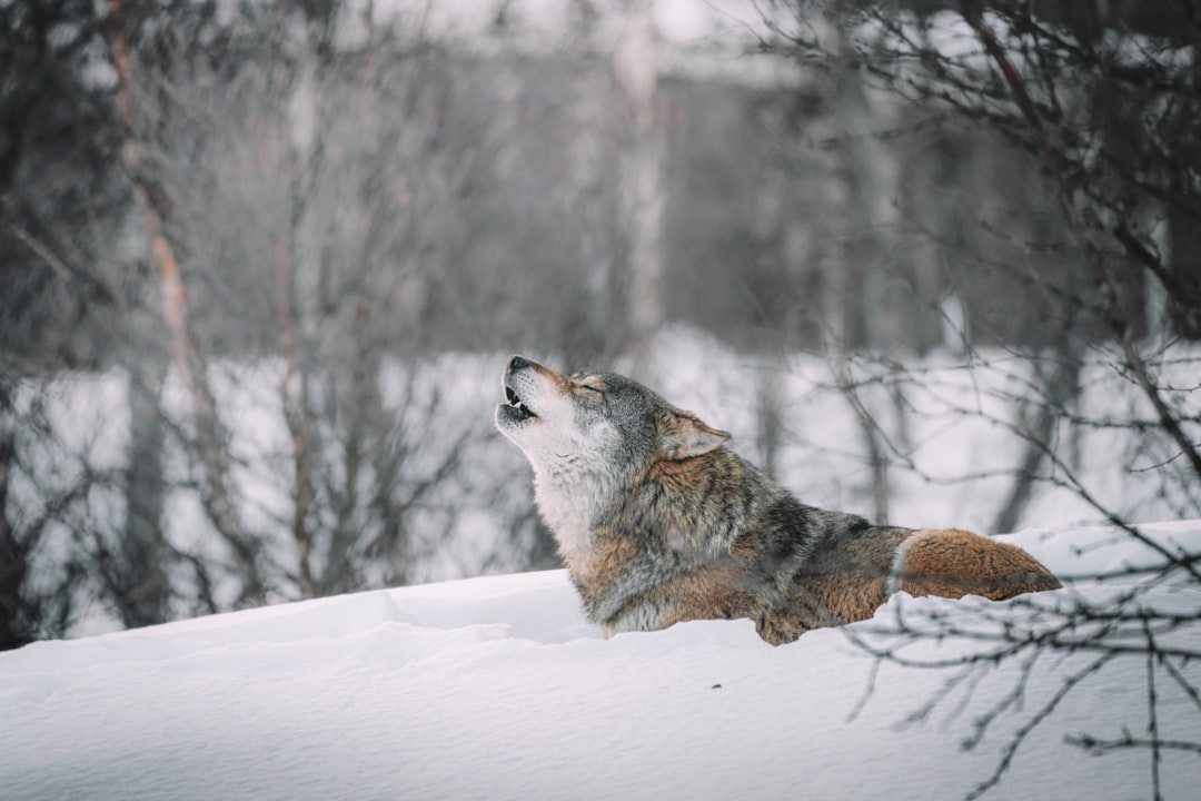 Loups : les hurleurs sociaux (crédits image : unsplash)