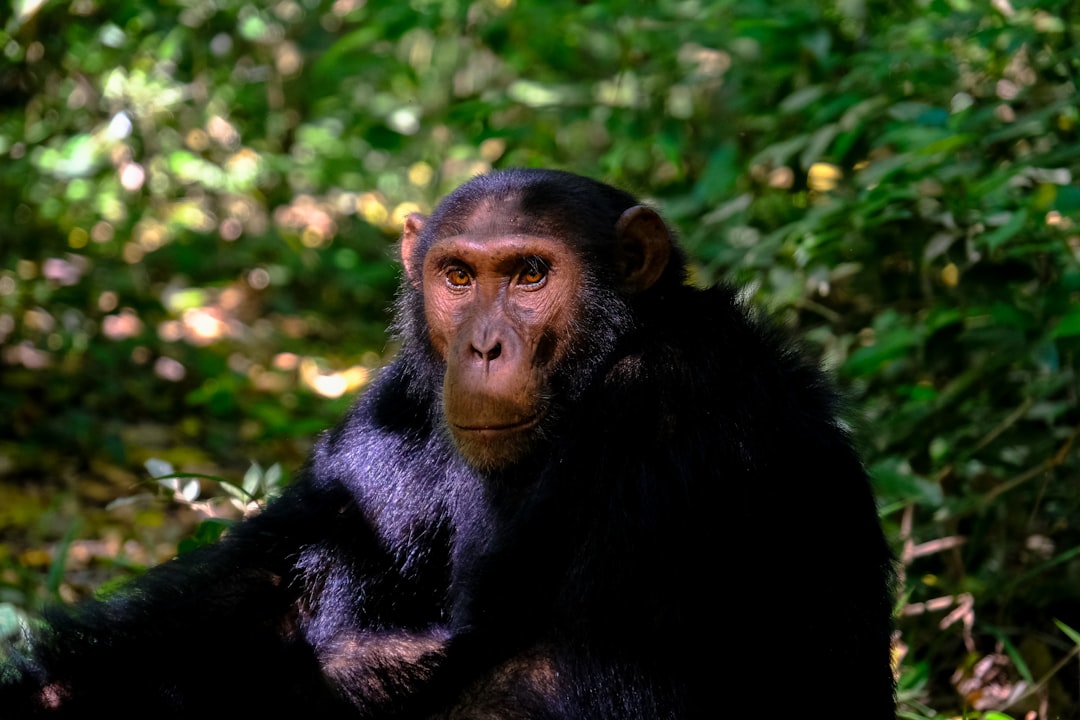Chimpanzés : l'utilisation d'outils et de gestes (crédits image : unsplash)