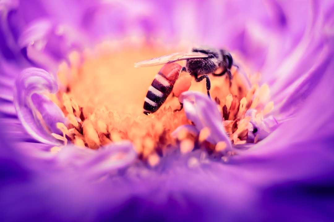 La danse des abeilles (crédits image : unsplash)