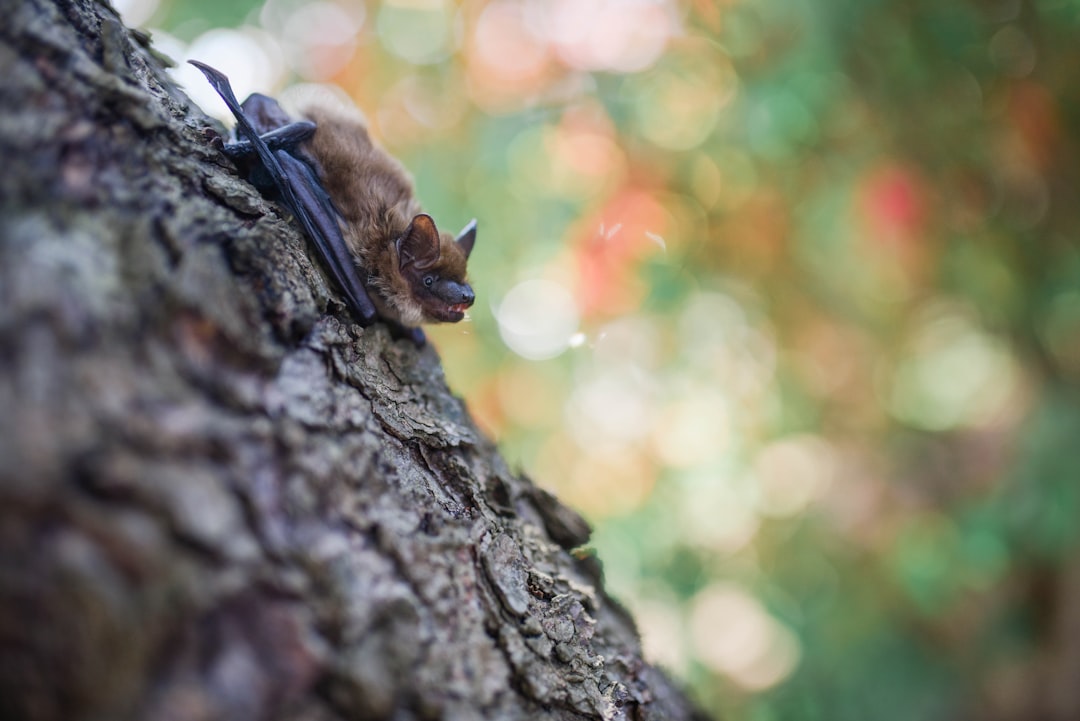 Les appels en écho des chauves-souris (crédits image : unsplash)