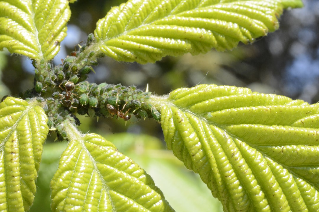 Fourmis : les communicateurs chimiques (crédits image : unsplash)