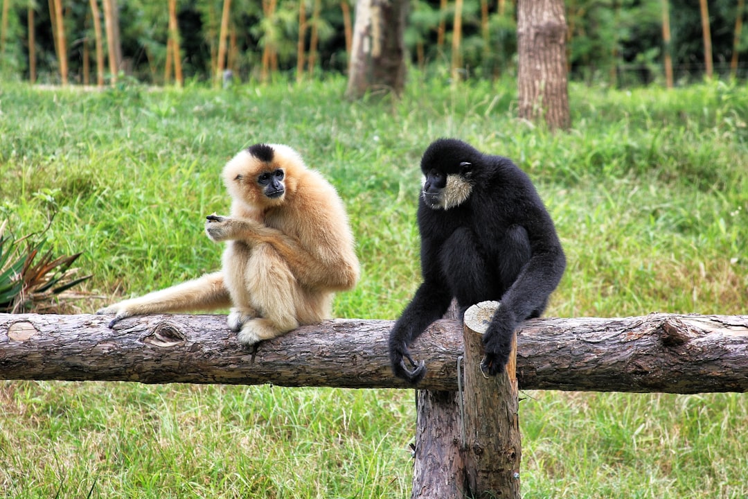 Gibbons : les chanteurs de la forêt (crédits image : unsplash)