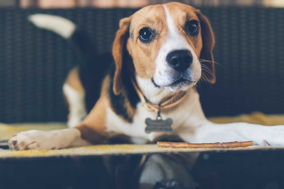 Chiens : le meilleur ami de l'homme (crédits image : unsplash)
