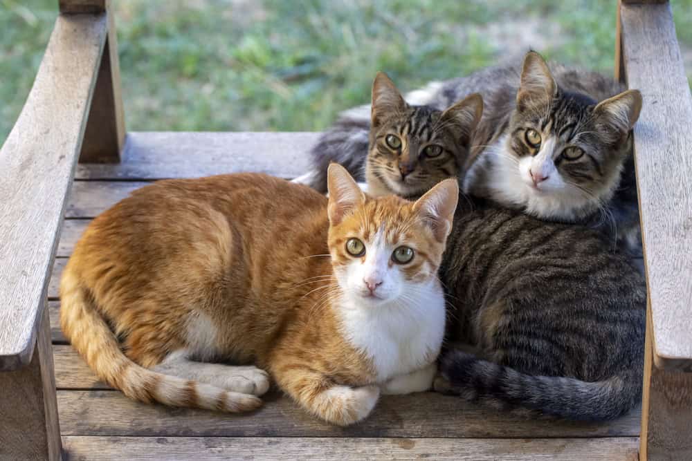 Trois chats gisent dans la rue
