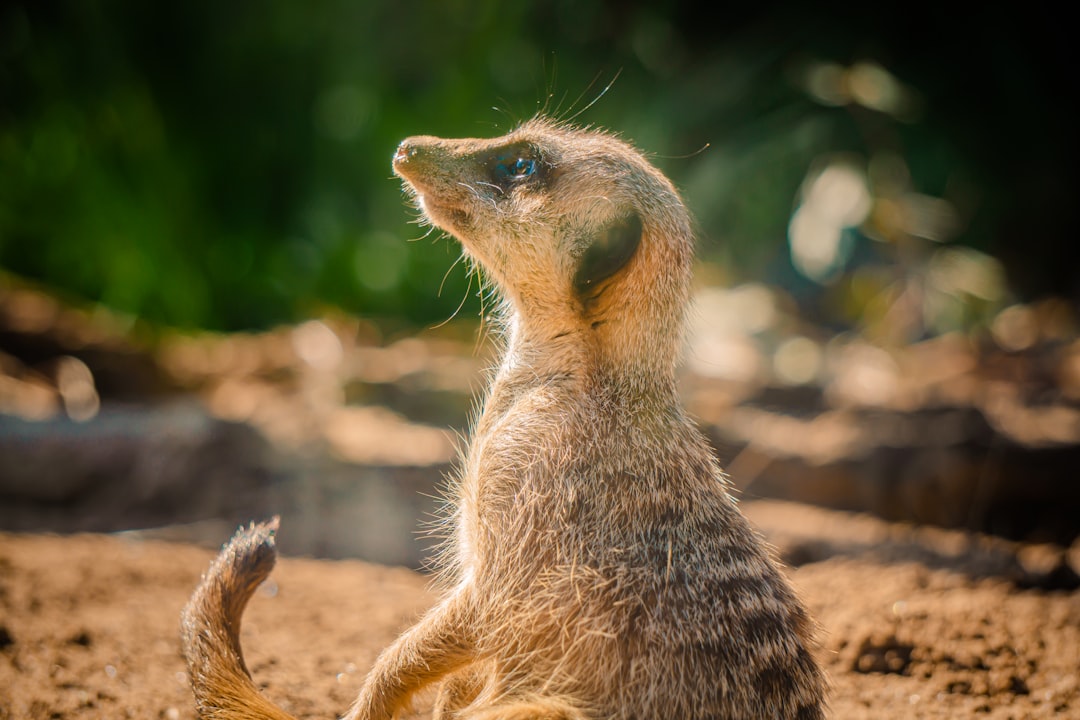 14 Mentorat suricate (crédits image : unsplash)