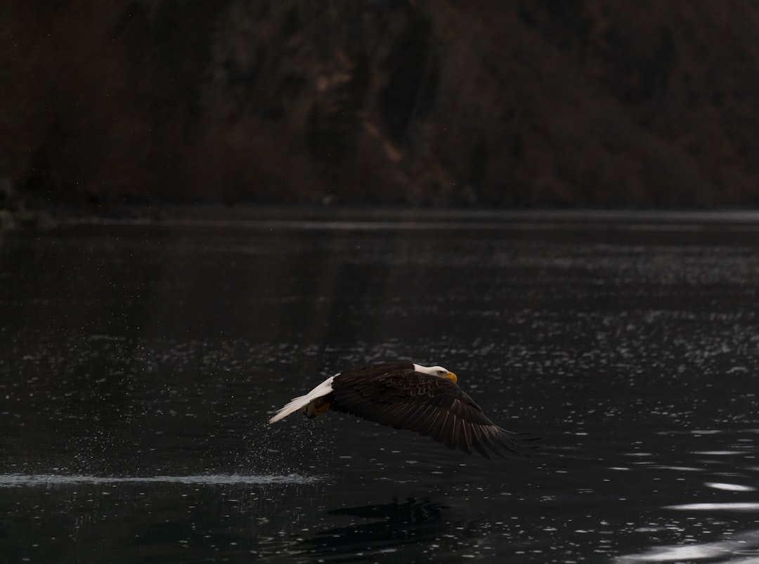 7 École de pilotage du pygargue à tête blanche (crédits image : unsplash)