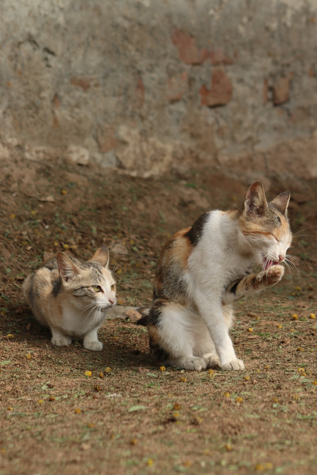 4 Cat Domestic Training (crédits image : unsplash)