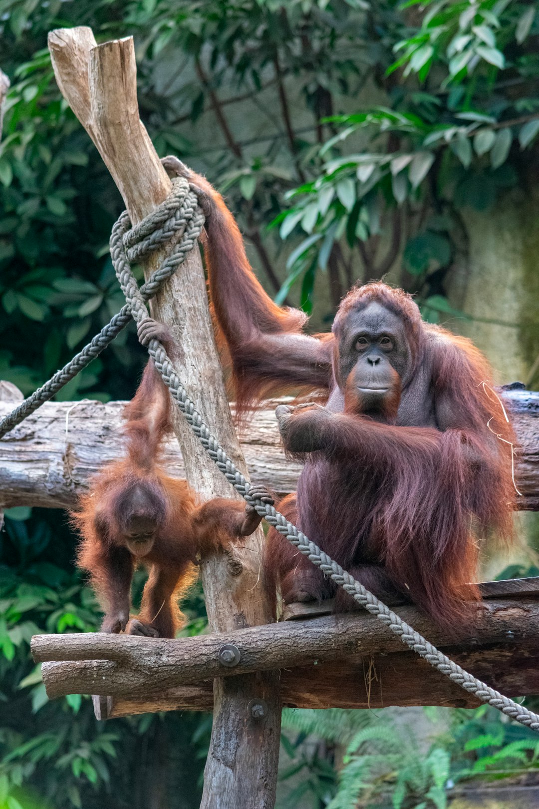 5 leçons de vie pour les orangs-outans (crédits image : unsplash)