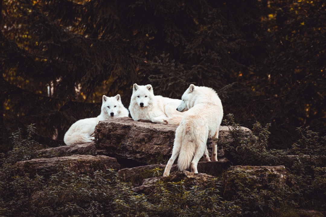 8 Wolf Pack Training (crédits image : unsplash)