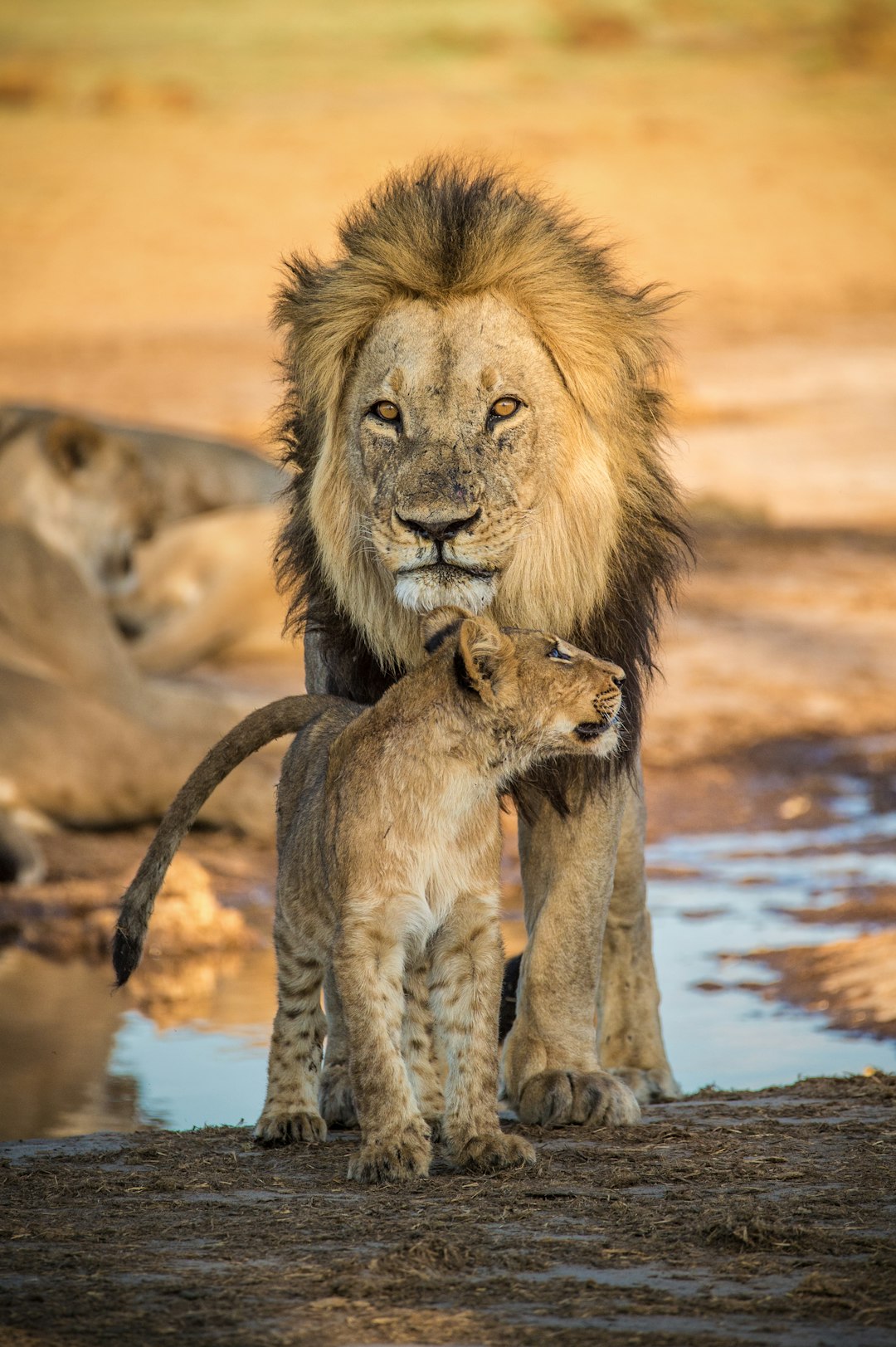 9 Instruction Lion Pride (crédits image : unsplash)
