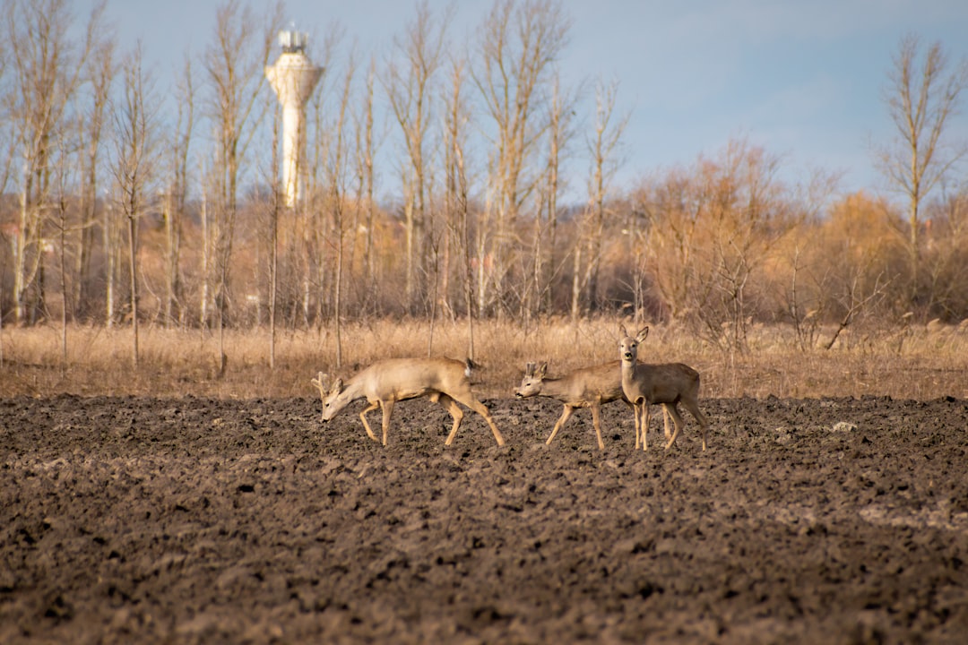 2 cours de communication avec un chien de prairie (crédits image : unsplash)