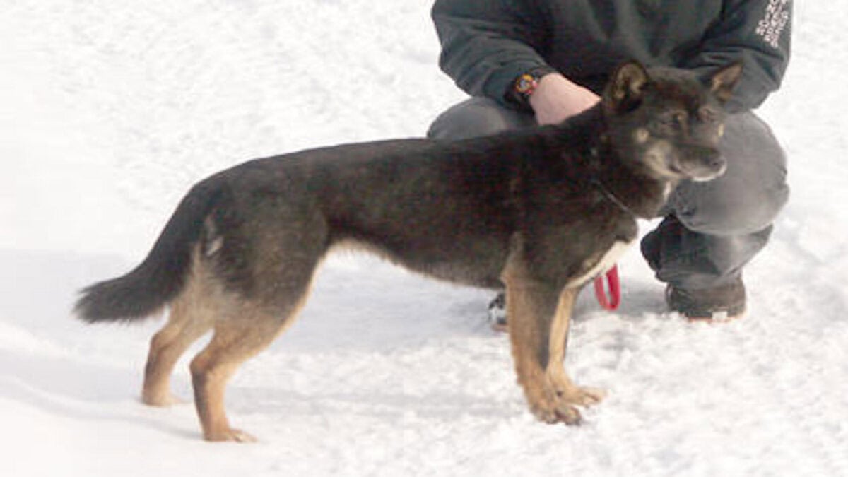 Chien chantant noir de Nouvelle-Guinée dans la neige.