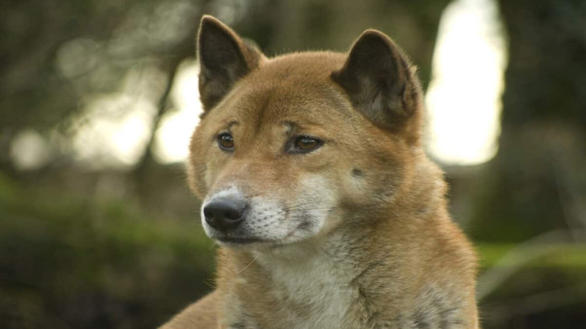 Visage de chien chanteur de Nouvelle-Guinée.