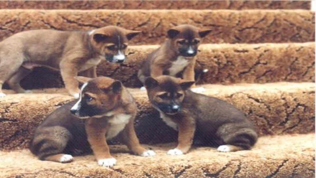Quatre chiots chiens chanteurs de Nouvelle-Guinée.
