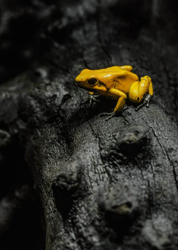 grenouille dorée