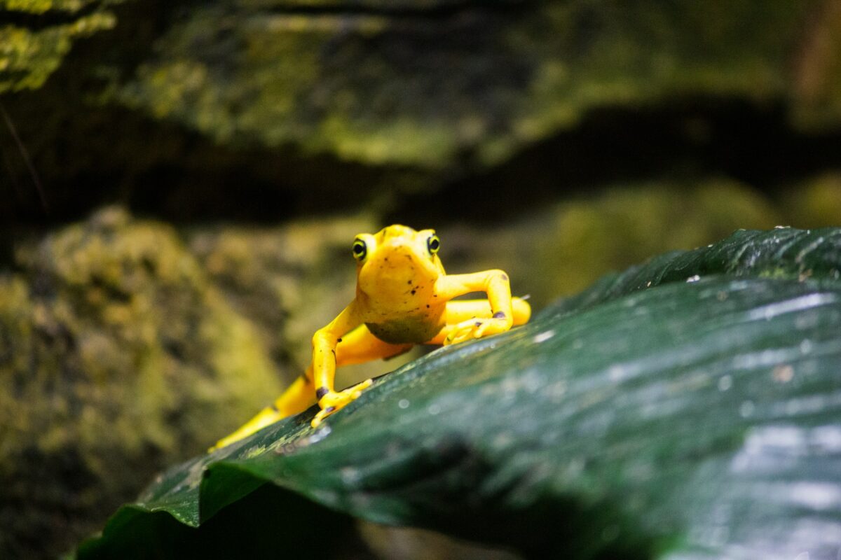 la grenouille la plus venimeuse du monde