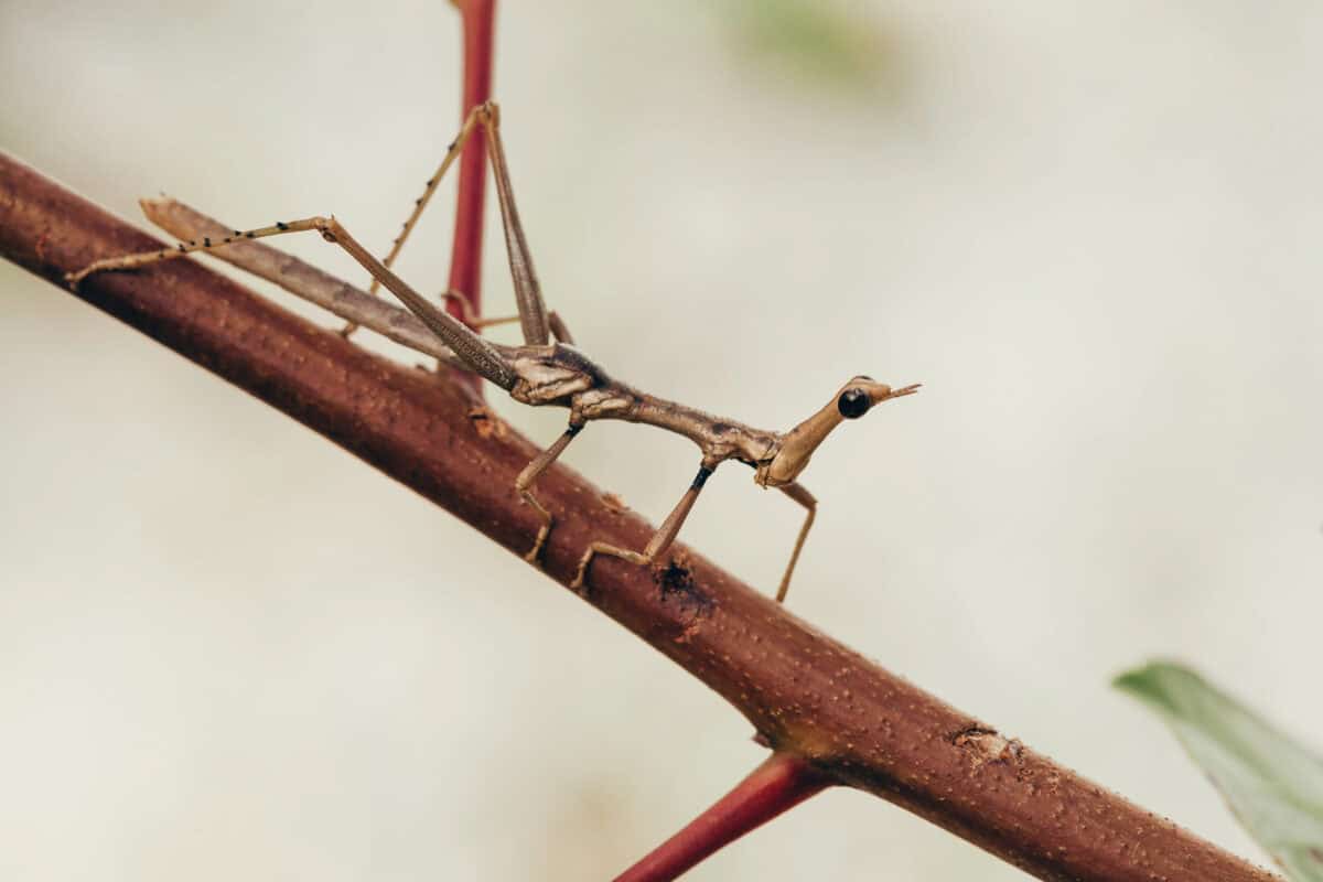 Insecte bâton de marche
