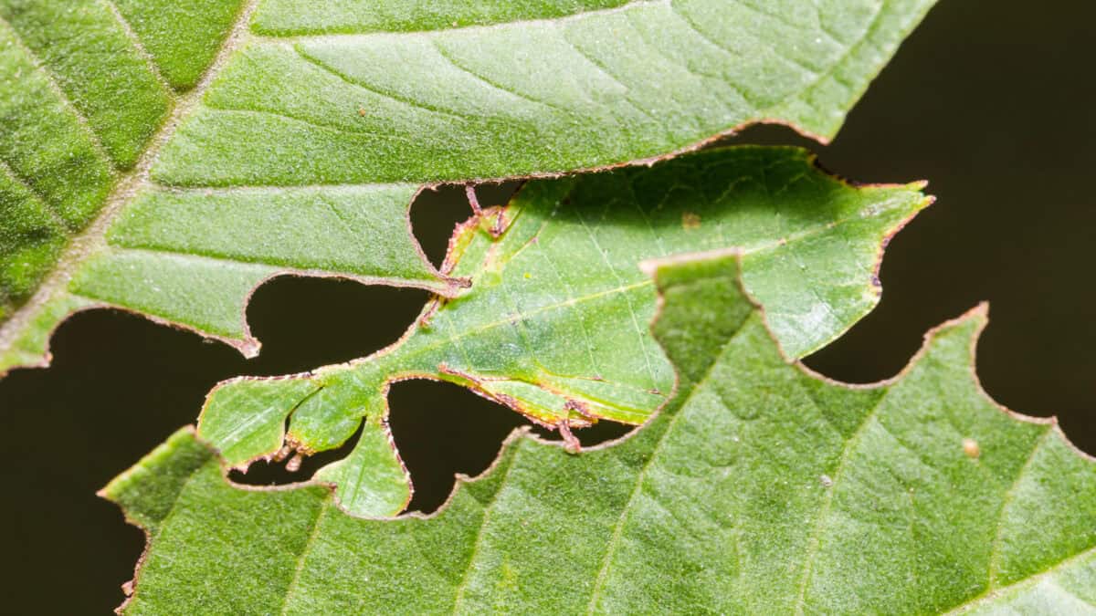 Insectes des feuilles se mélangeant.