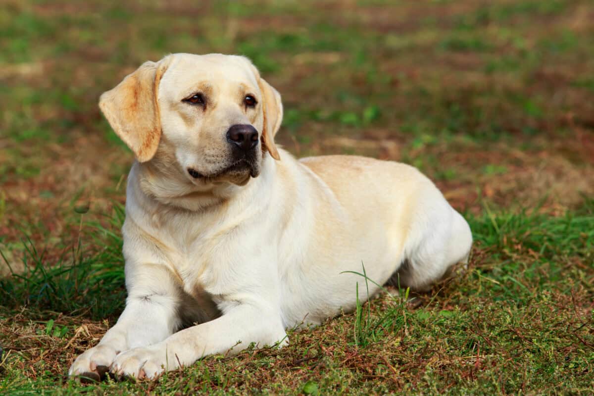 Un chien allongé sur l'herbe.