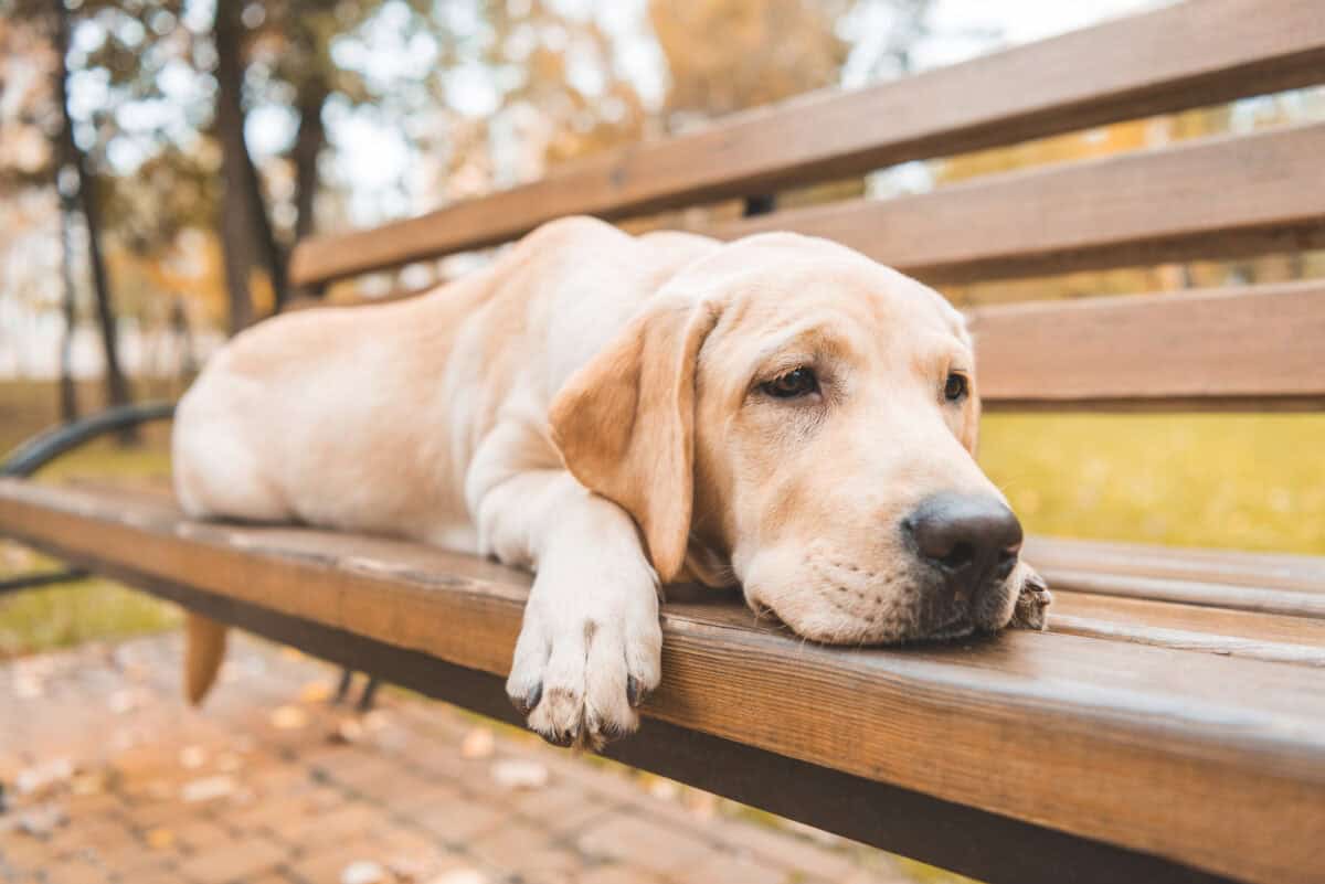 Labrador Retriever allongé sur un banc.