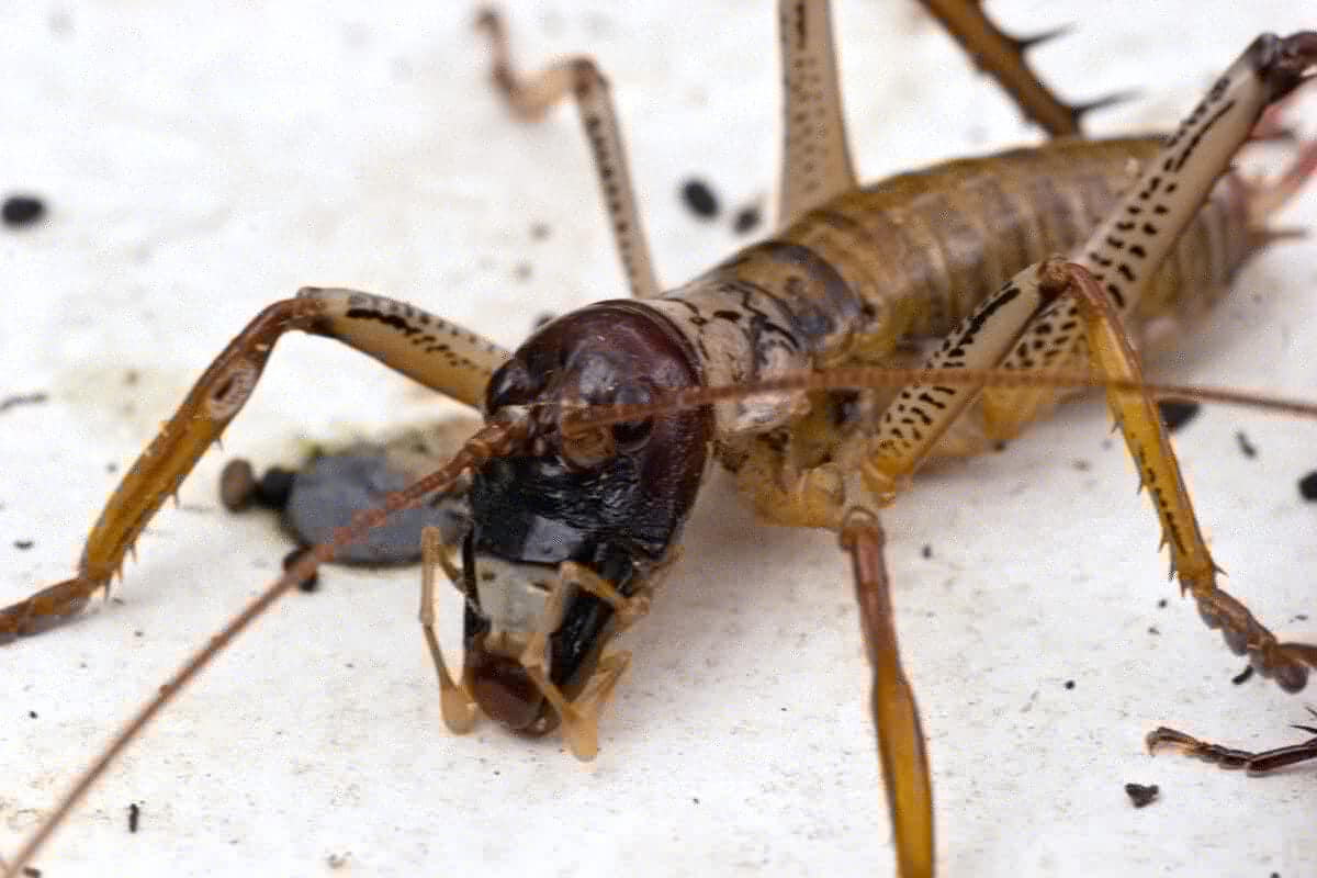 l'insecte le plus lourd du monde