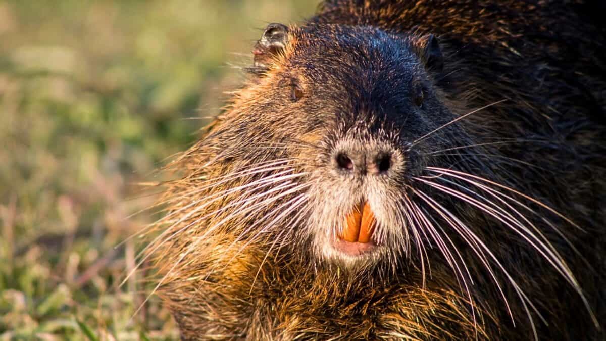 Un rongeur envahit la Californie