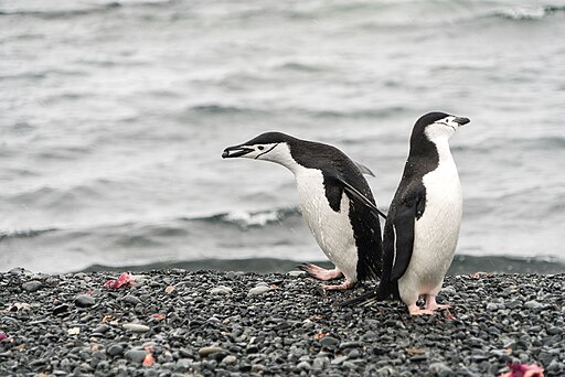 Manchot à Jugulaire
