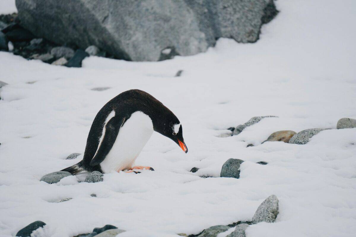 Un pingouin se tient dans la neige près des rochers