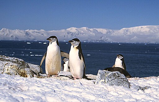 Manchot à Jugulaire