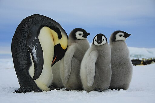 Manchots empereurs en Antarctique