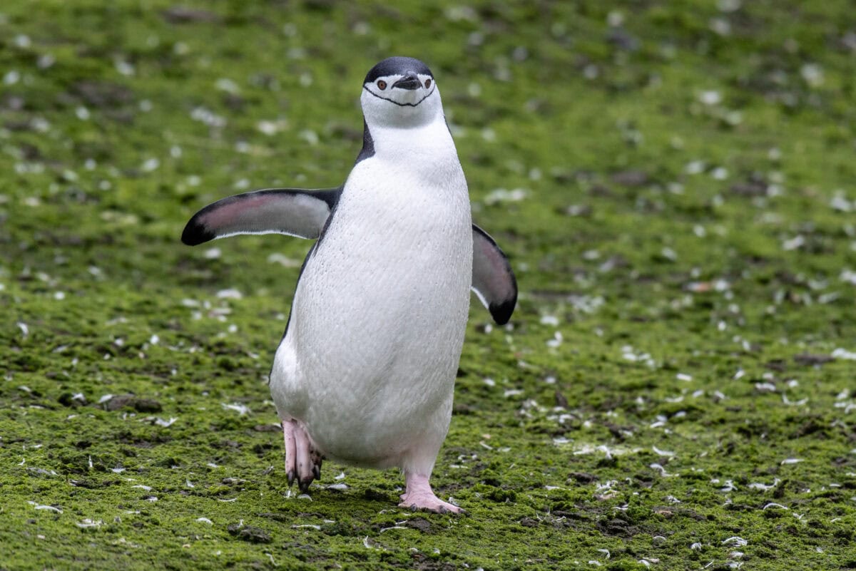 Manchot à jugulaire Île de Barrientos, Antarctique.