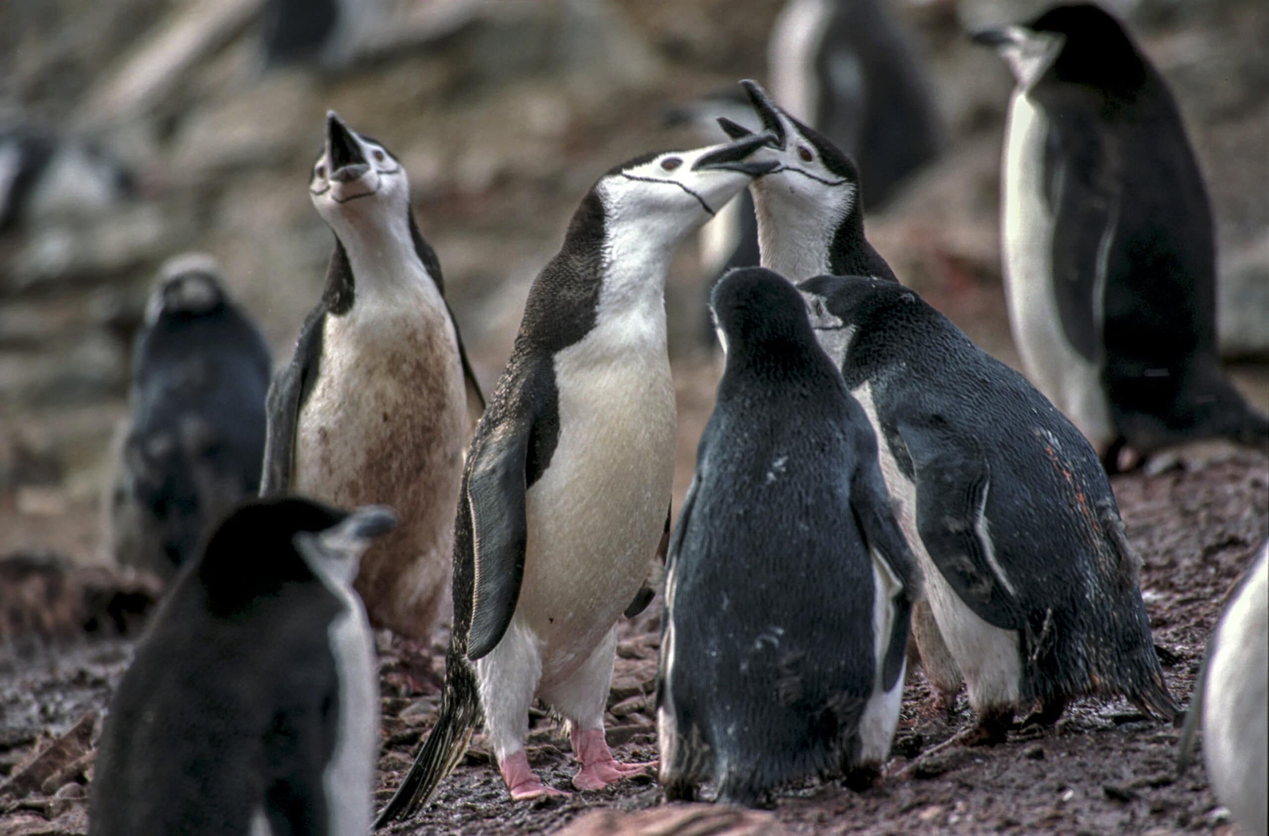Un groupe de manchots à jugulaire.