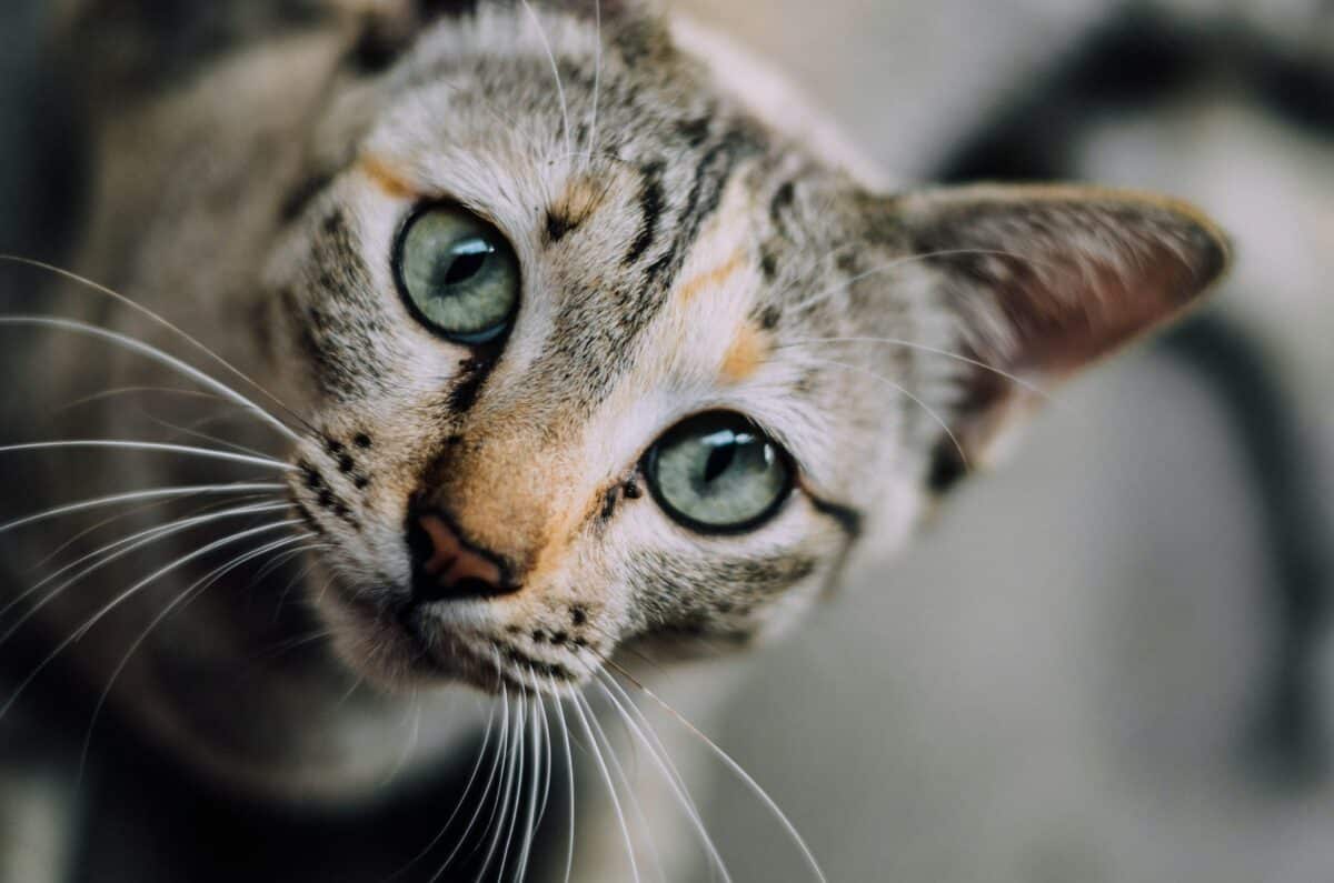 Chat américain à poil court
