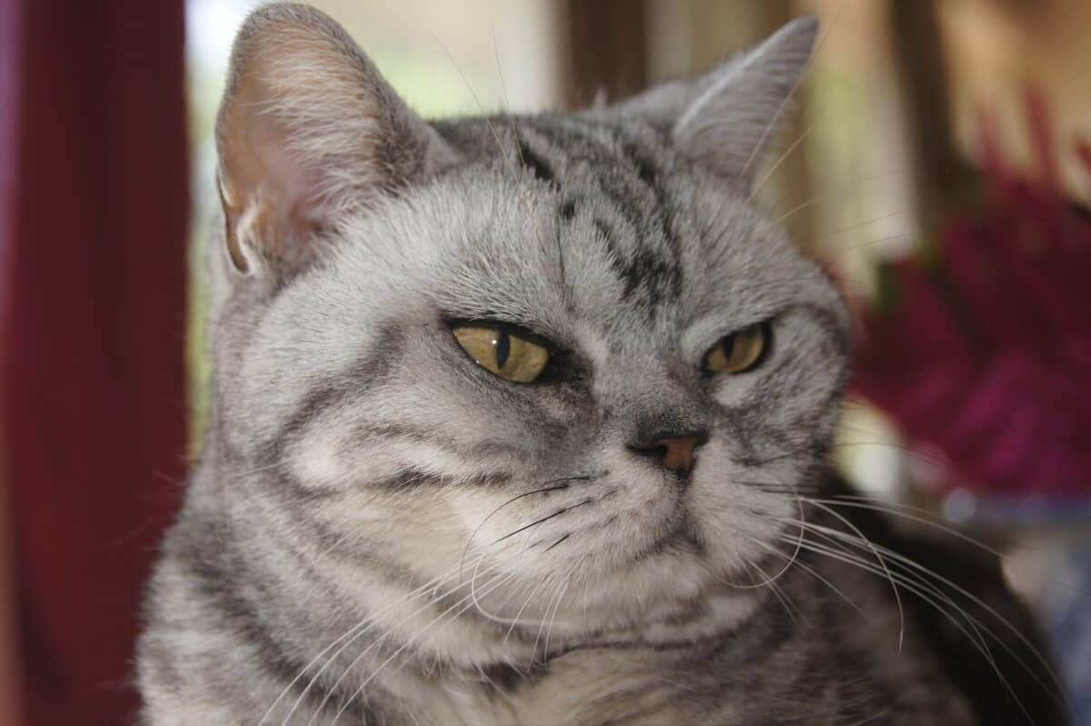 Chat américain à poil court