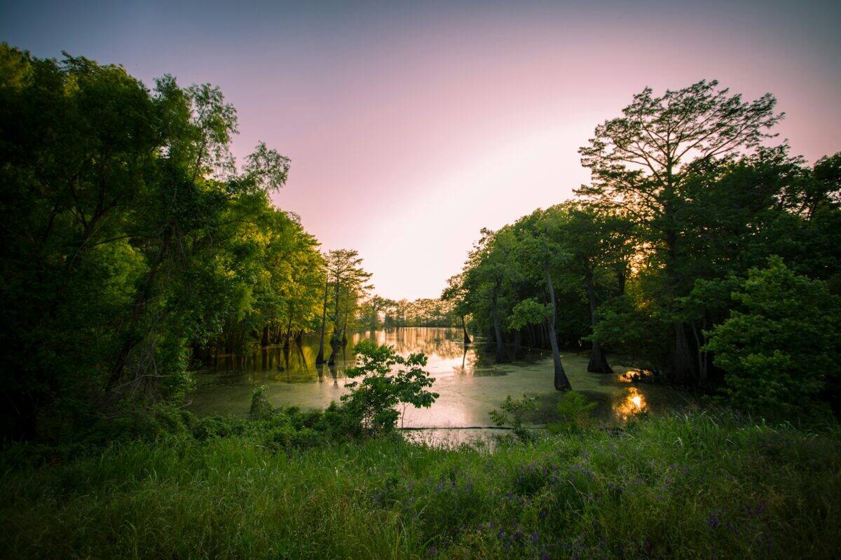 un lac entouré d'arbres verts luxuriants sous un ciel violet