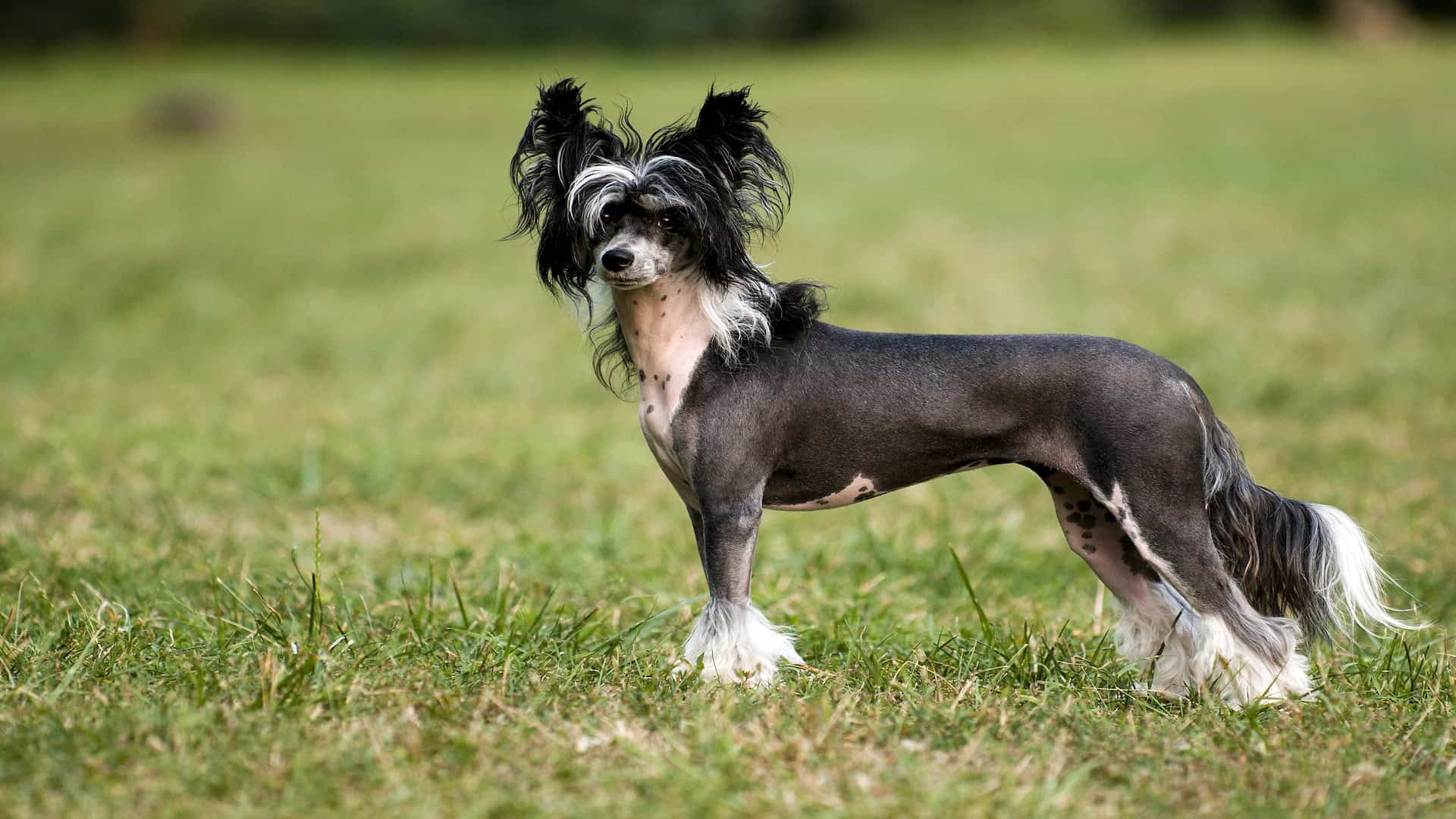 Chien chinois à crête.