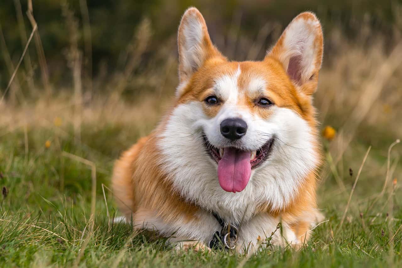 Signes d'un chien heureux