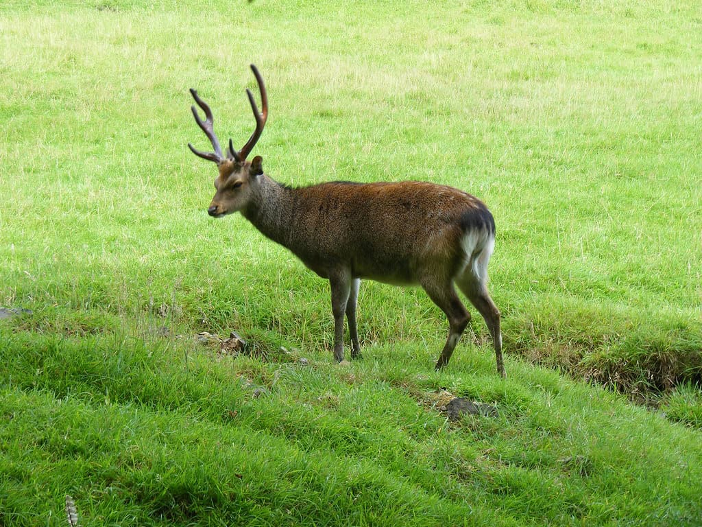 Cerf sika