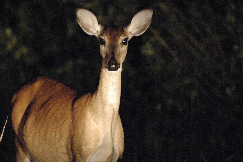 Cerf la nuit,