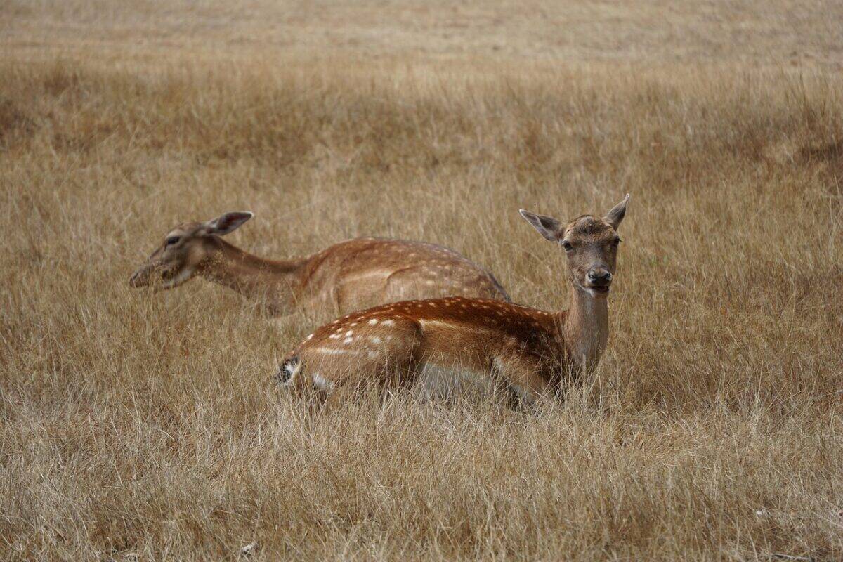 chevreuil, cerf, animaux, mammifères, faune, herbe, la nature, cerf, cerf, cerf, cerf