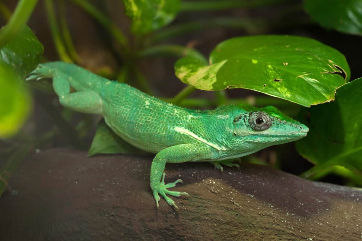 Chevalier anole également connu sous le nom de chevalier cubain anole