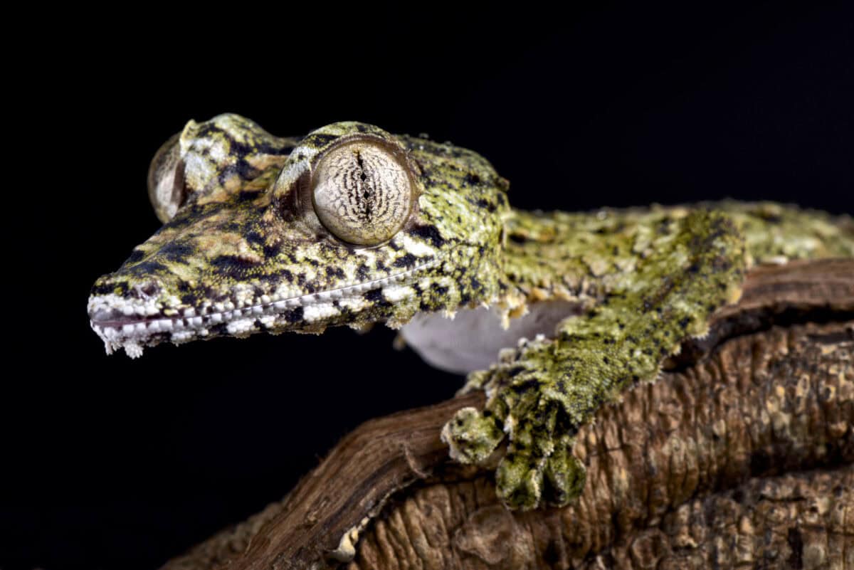 Le gecko géant à queue de feuille