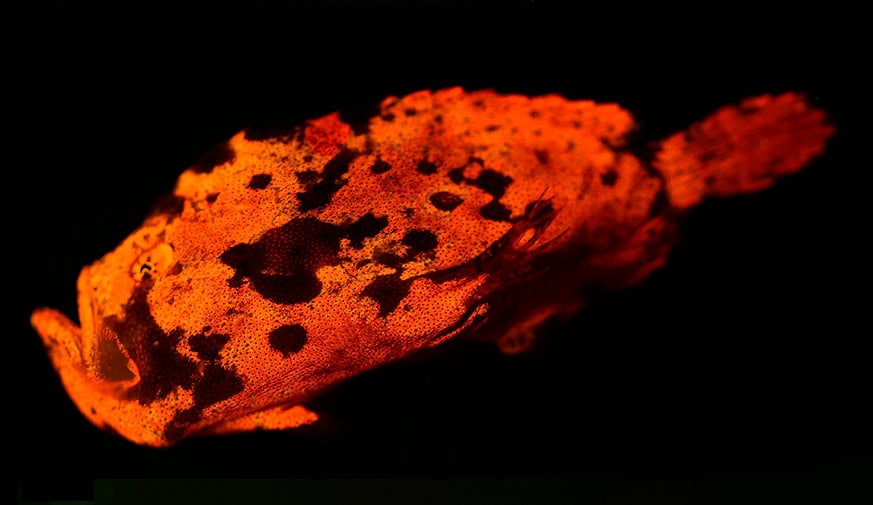 vaut la biofluorescence du poisson-grenouille