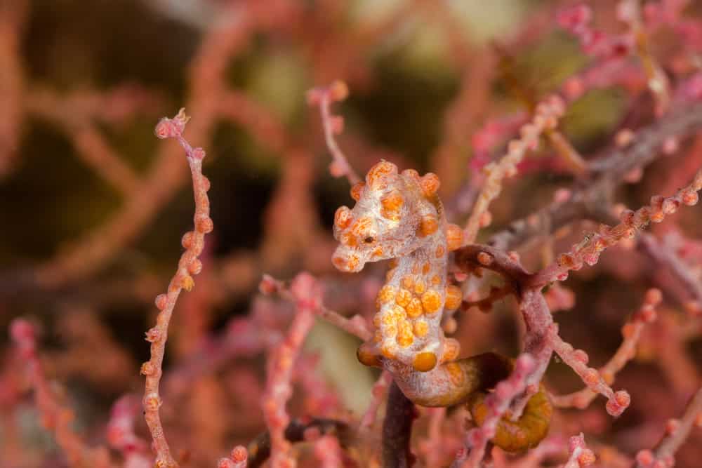 Photo sous-marine d’un hippocampe pygmée rose