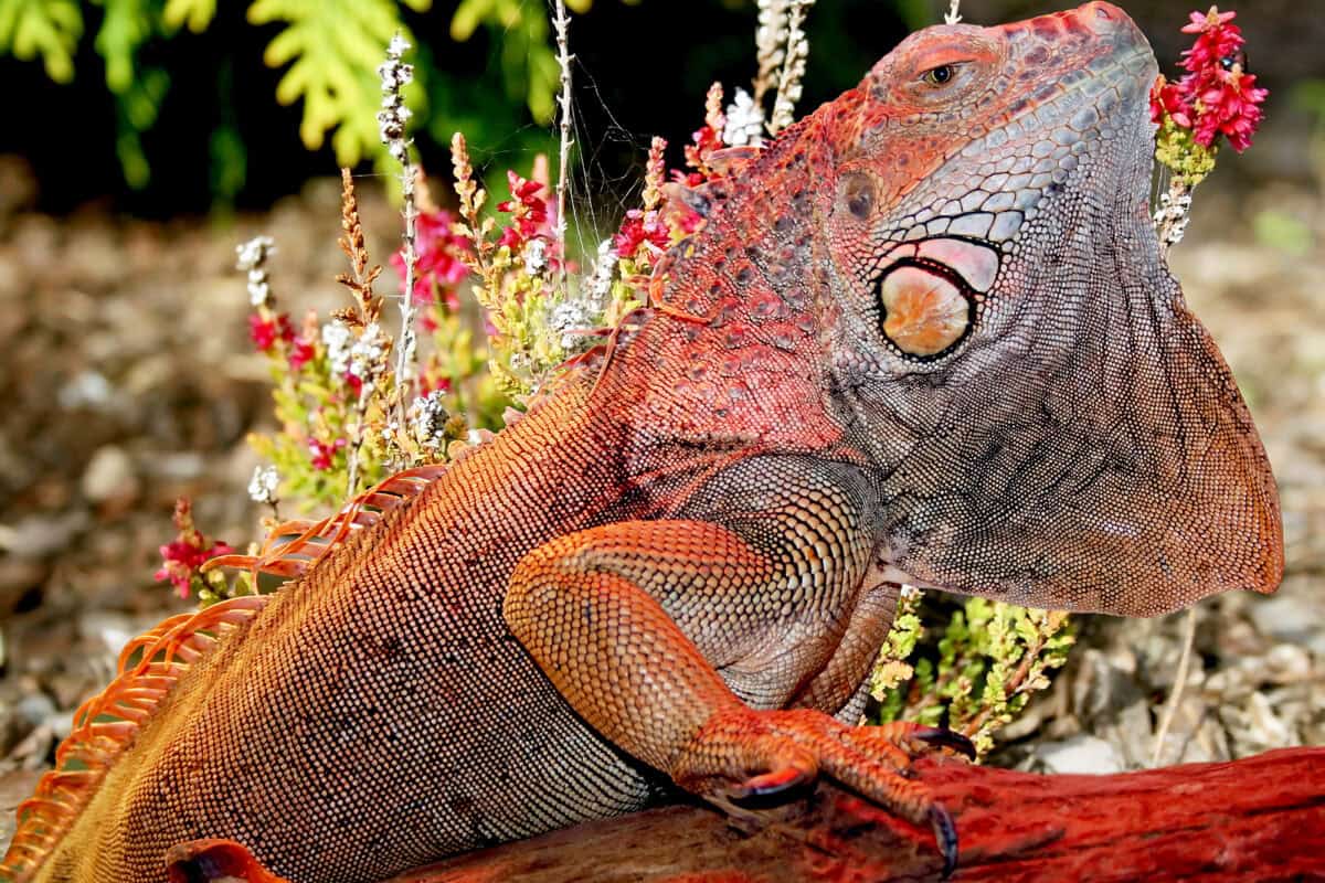 Iguane 