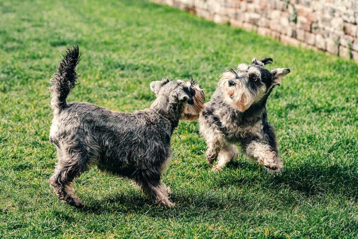 basset hound contre schnauzer nain
